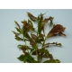 Ludwigia repens